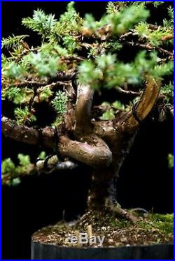 Pre Bonsai Tree Blue Alps Needle Juniper BANJ3G-728