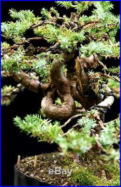Pre Bonsai Tree Blue Alps Needle Juniper BANJ3G-728