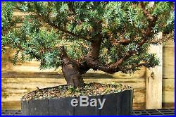 Pre Bonsai Tree Blue Alps Needle Juniper BANJ-927A