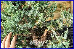 Pre Bonsai Tree Blue Alps Needle Juniper BANJ-927A