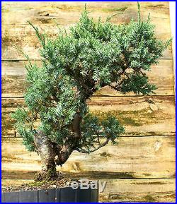 Pre Bonsai Tree Blue Alps Needle Juniper BANJ-927E