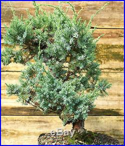 Pre Bonsai Tree Blue Alps Needle Juniper BANJ-927E