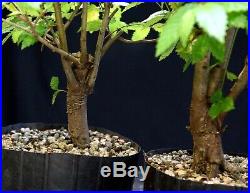 Pre Bonsai Tree Collected American Elm 3 Tree Group CAEG3-1001