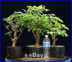 Pre Bonsai Tree Collected American Elm 3 Tree Group CAEG3-1001
