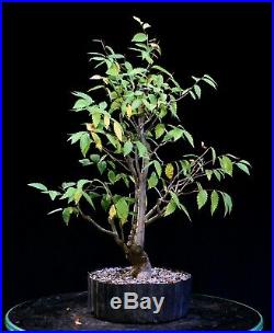 Pre Bonsai Tree Collected American Elm CAE-803D