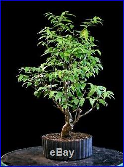Pre Bonsai Tree Collected American Elm CAE-803D