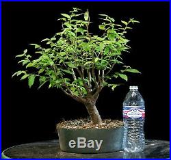 Pre Bonsai Tree Collected American Elm CAE-803G