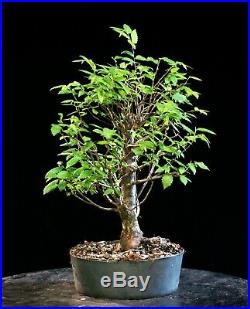 Pre Bonsai Tree Collected American Elm CAE-803H