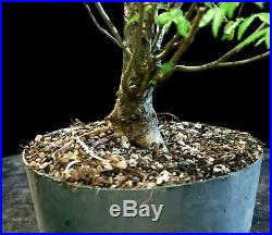 Pre Bonsai Tree Collected American Elm CAE-803H