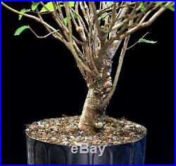 Pre Bonsai Tree Collected American Elm CAE-807H