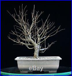 Pre Bonsai Tree Collected American Elm CAE-907J