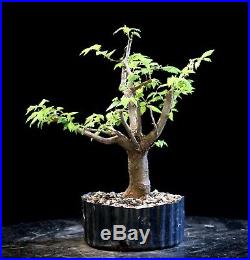 Pre Bonsai Tree Collected American Elm CAE-907N
