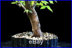 Pre Bonsai Tree Collected American Elm CAE-907N