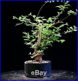 Pre Bonsai Tree Collected American Elm CAE-916E
