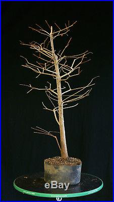Pre Bonsai Tree Collected Bald Cypress CBC-1208C