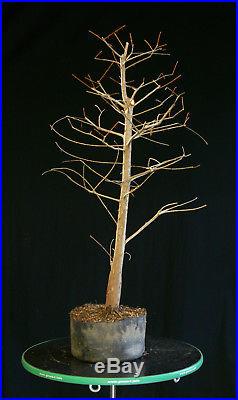 Pre Bonsai Tree Collected Bald Cypress CBC-1208C