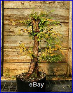 Pre Bonsai Tree Dawn Redwood DR7G-916A