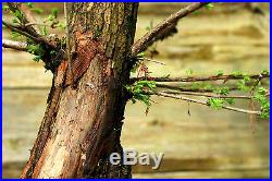 Pre Bonsai Tree Dawn Redwood DR7G-916A
