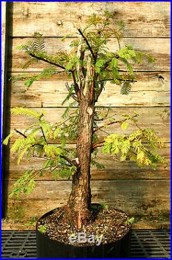 Pre Bonsai Tree Dawn Redwood DR7-916C