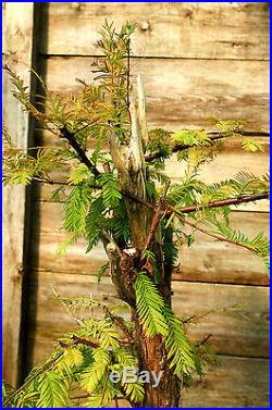 Pre Bonsai Tree Dawn Redwood DR7-916C