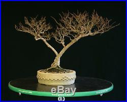 Pre Bonsai Tree Dwarf Crape Myrtle DCM-1208