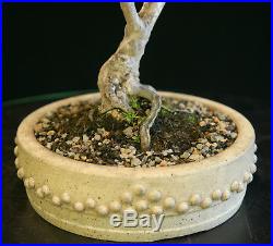 Pre Bonsai Tree Dwarf Crape Myrtle DCM-1208