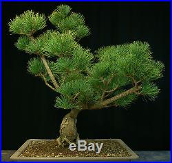 Pre Bonsai Tree Five Needle White Pine FNP-1030A