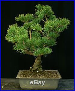 Pre Bonsai Tree Five Needle White Pine FNP-1030A