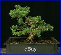 Pre Bonsai Tree Five Needle White Pine FNP-1030B