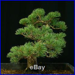 Pre Bonsai Tree Five Needle White Pine FNP-1030B
