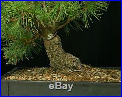 Pre Bonsai Tree Five Needle White Pine FNP-1030C
