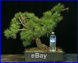 Pre Bonsai Tree Five Needle White Pine FNP-1030C