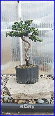 Pre Bonsai Tree Hinoki Cypress Sekka