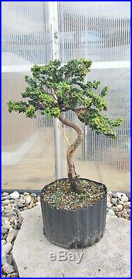 Pre Bonsai Tree Hinoki Cypress Sekka