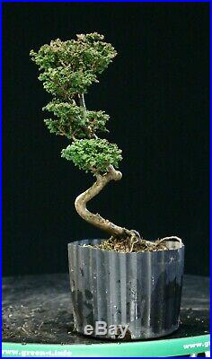 Pre Bonsai Tree Hinoki Cypress Sekka HCS-225C
