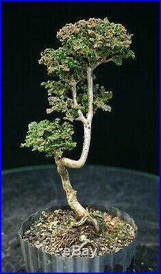 Pre Bonsai Tree Hinoki Cypress Sekka HCS-225C