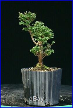 Pre Bonsai Tree Hinoki Cypress Sekka HCS-225D