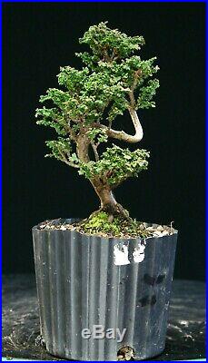 Pre Bonsai Tree Hinoki Cypress Sekka HCS-225D