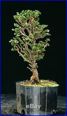 Pre Bonsai Tree Hinoki Cypress Sekka HCS-225E