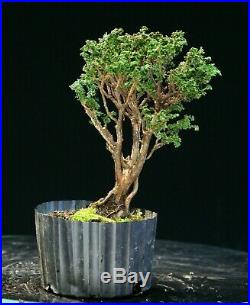 Pre Bonsai Tree Hinoki Cypress Sekka HCS-225F