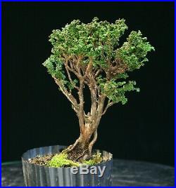 Pre Bonsai Tree Hinoki Cypress Sekka HCS-225F