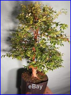 Pre Bonsai Tree Jaboticaba