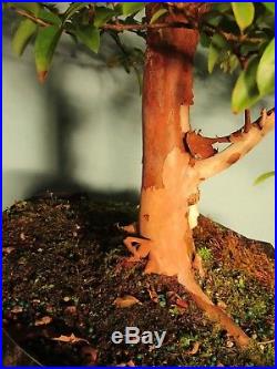 Pre Bonsai Tree Jaboticaba