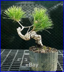 Pre Bonsai Tree Japanese Black Pine JBP1G-1216A