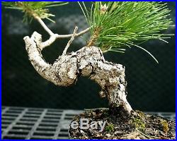 Pre Bonsai Tree Japanese Black Pine JBP1G-1216A
