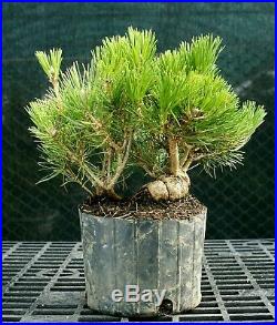 Pre Bonsai Tree Japanese Black Pine JBP1G-1216C