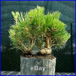 Pre Bonsai Tree Japanese Black Pine JBP1G-1216C