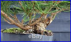 Pre Bonsai Tree Japanese Black Pine JBP1G-202A