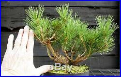 Pre Bonsai Tree Japanese Black Pine JBP1G-202A