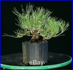 Pre Bonsai Tree Japanese Black Pine JBP1G-225
